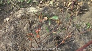 Открываю розы после зимы. Подмосковье.  Opening roses after winter. Moscow suburbs