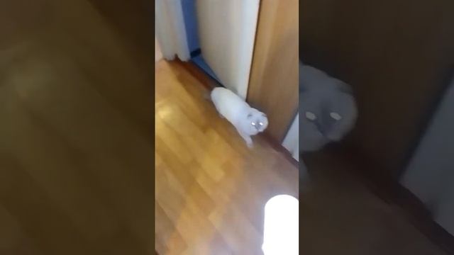 проверяем температуры у домашний животных смотреть онлайн