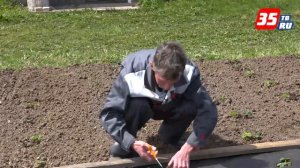 Посадка клубники в укрывной материал