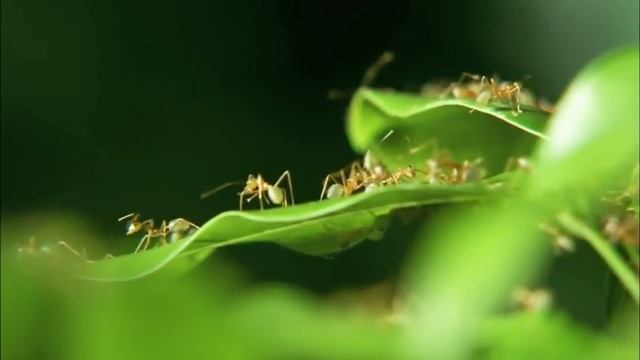 Green Ants Vs Paper Wasps | MONSTER BUG WARS смотреть онлайн