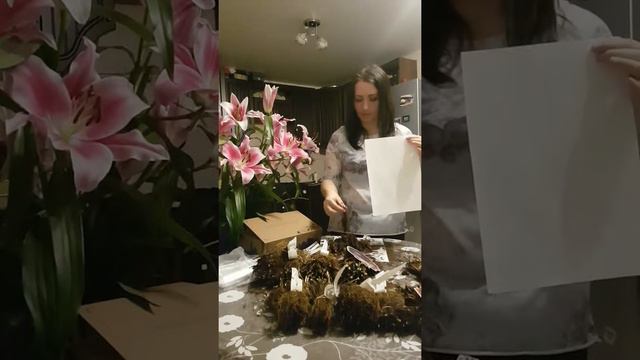 Клематисы рассылка Оксана Д. смотреть онлайн
