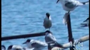 КРАЧКИ ОЗЁРНЫЕ(речные)