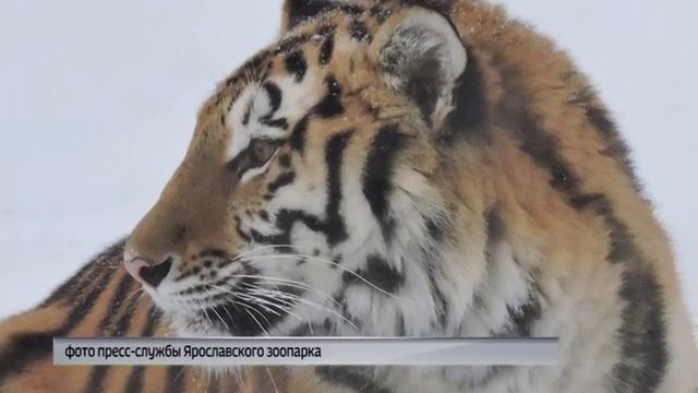 В Ярославский зоопарк приехала амурская тигрица Яшма смотреть онлайн