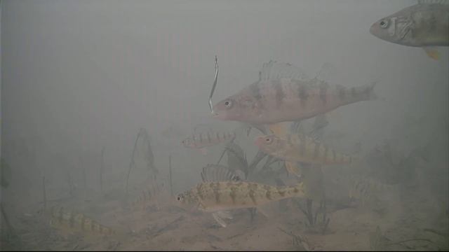 Lake St Clair Fishing 2024 Underwater Footage смотреть онлайн