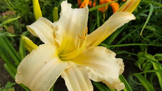 Лилейник Марго Рид Индид . Hemerocallis Margo Reed Indeed . смотреть онлайн