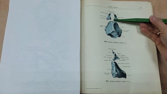 Наружный нос, полость носа, гортань