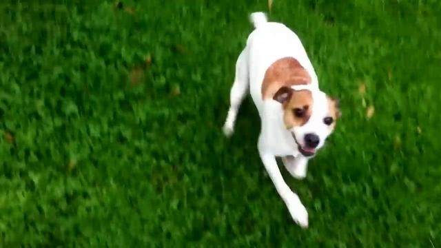 Beagle vs Jack Russell part 2. смотреть онлайн