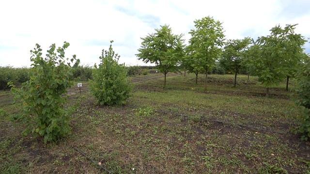 Липа мелколистная мультиштамбы в питомнике крупномеров Ярус смотреть онлайн