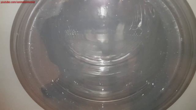 LG Washer Dryer Inverter Direct Drive 8/5 Kg F4J6TM0W: Before The First Wash