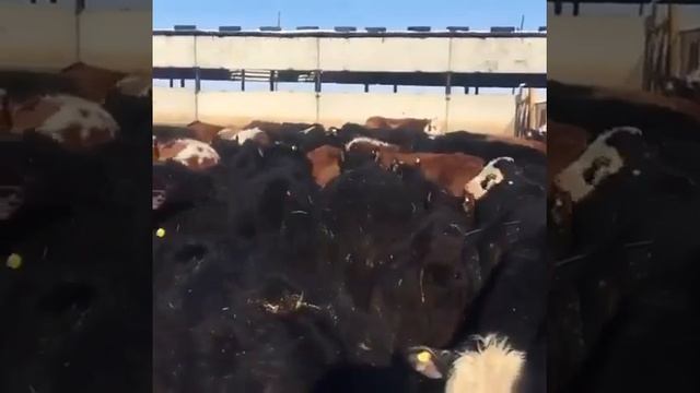 Мясные породы бычков. Продажа живым весом. быки, коровы, телята. смотреть онлайн