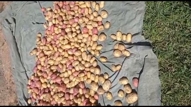 02.08.22г. Хороший урожай картофеля. Западная СИБИРЬ, ранний урожай. Удобрение почвы. ОПЫТ ТОВАРИЩА