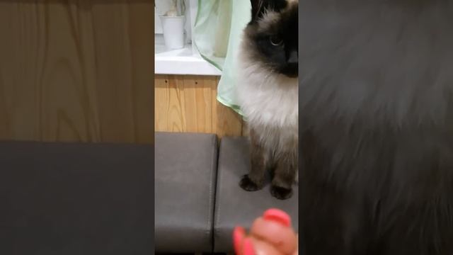 что делает корень валерьянки с моей кошкой смотреть онлайн
