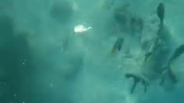 Рыбы в Египте, Платакс длинноперый, Platax teira, Красивая рыба, fish in red sea Egypt смотреть онлайн
