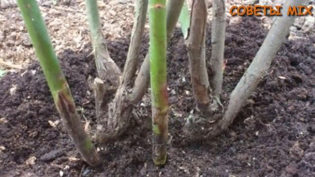 Как правильно обрезать розы весной, летом и осенью. Формировка кустов роз