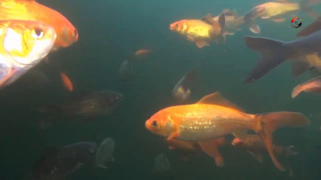 НЕОБЫЧНЫЕ РЫБКИ в водоёмах Кубани. На Рыбалке. Fishing angeln la pesca câu cá memancing Fish ประมง смотреть онлайн