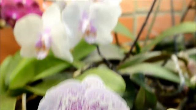 Друзья, поздравляем Вас с Наступающим 2020 годом! смотреть онлайн