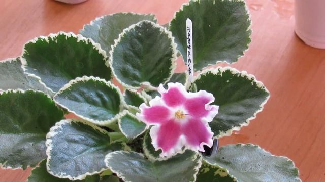 Фиалки - опадашки.Что это? Сорта-опадашки смотреть онлайн