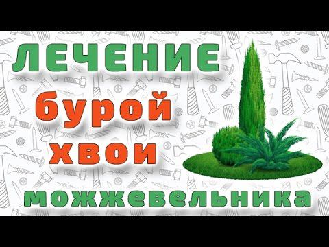 Лечение побуревшей хвои можжевельника виргинского. смотреть онлайн