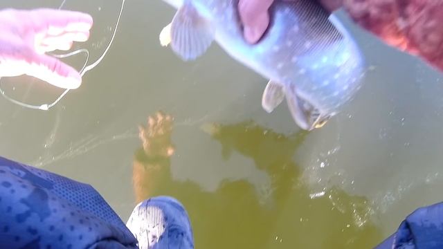 РЫБАЛКА ПЕРВЫЙ ЛЕД .Отличный клев в конце ноября. смотреть онлайн