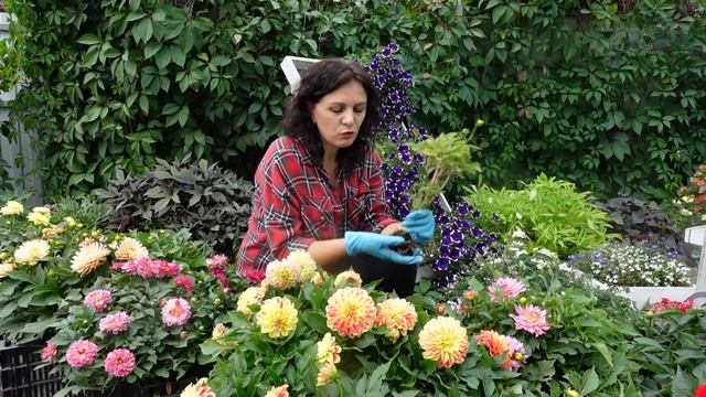 Патио георгины. Георгины посадка уход и хранение. смотреть онлайн