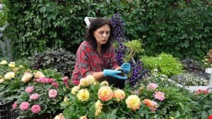 Патио георгины. Георгины посадка уход и хранение.