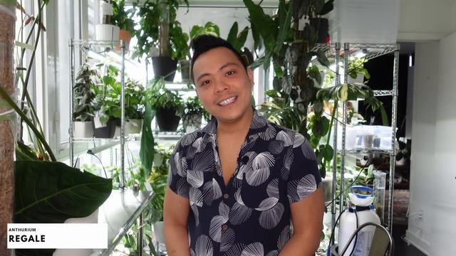 😮 TOP 5 FAVOURITE PLANTS | 🌱 Queen Anthurium, Regale, King, Monstera Thai, Monstera Burle Marx Flam смотреть онлайн