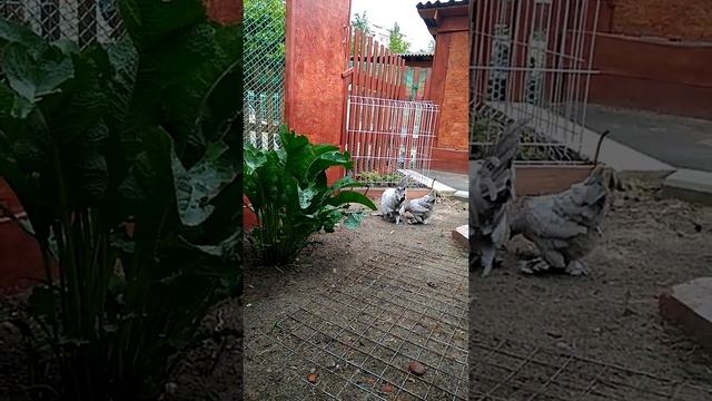 Мильфлер жемчужный смотреть онлайн