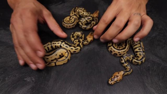 BATMAN BALL PYTHON CLUTCH AND MORE HATCHLINGS смотреть онлайн