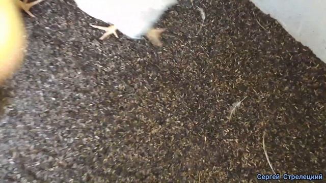 ПОДСТИЛКА, какая лучше! смотреть онлайн