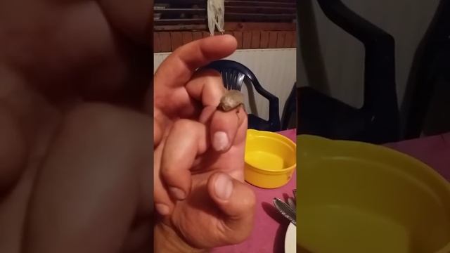 майский жук который издает звуки смотреть онлайн