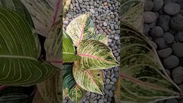 Aglaonema Esmeralda