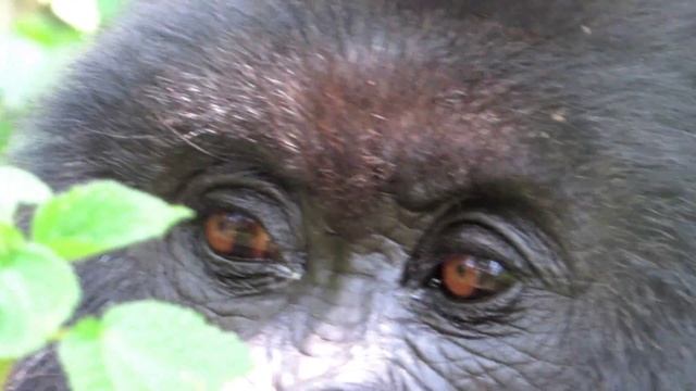 Mountain Gorilla Trekking Volcanoes National Park, Rwanda.