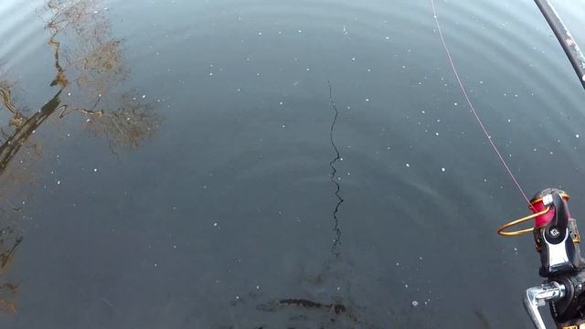 Как ловить плотву весной. Крупная плотва в апреле смотреть онлайн