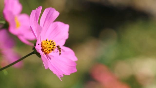 Съемка с малой глубиной резкости на Canon EOS 5D Mark III смотреть онлайн