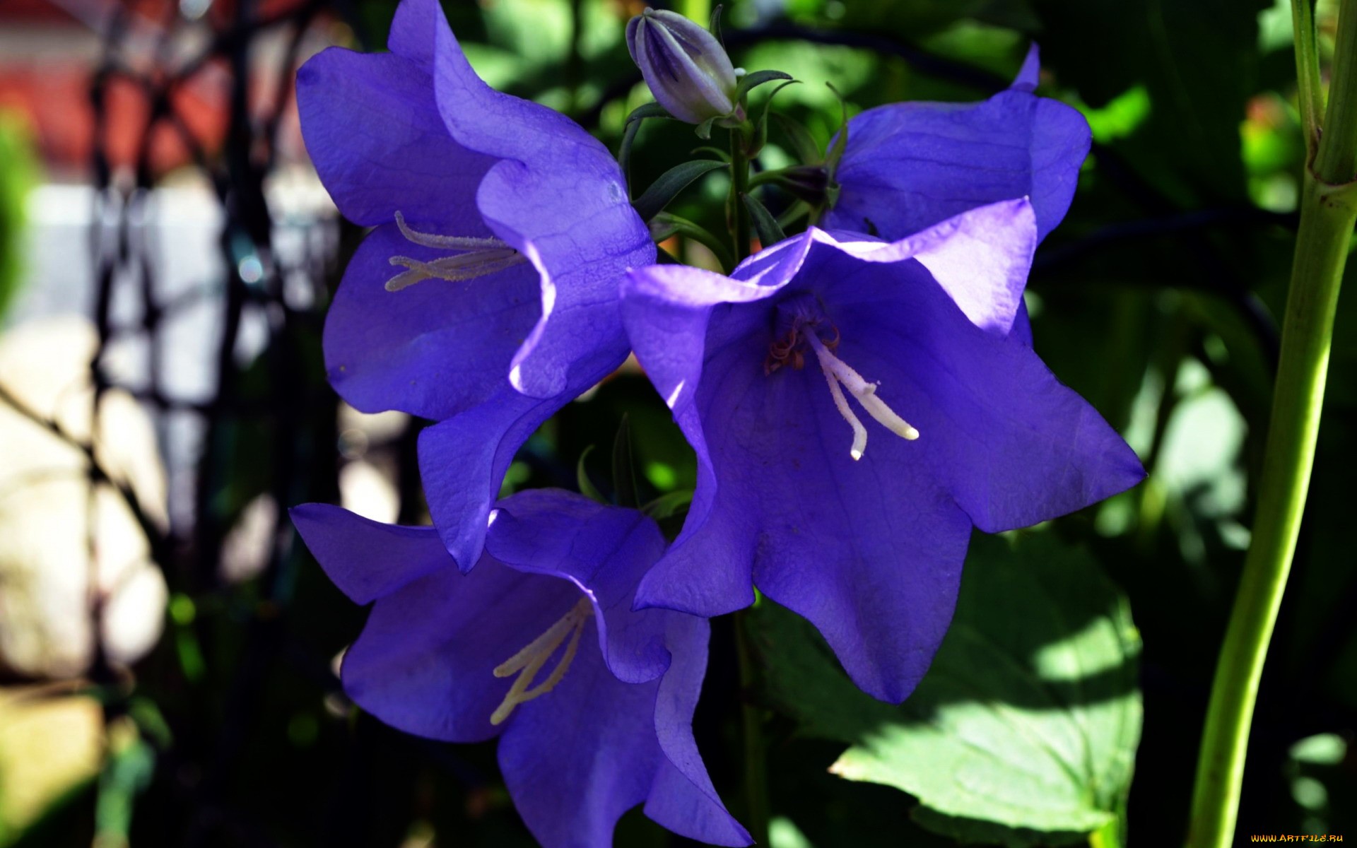 Колокольчики