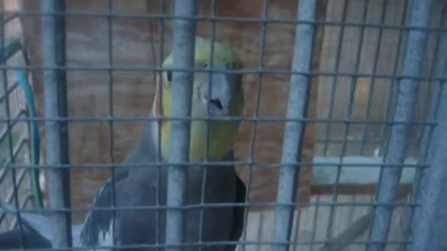 my bird chat смотреть онлайн