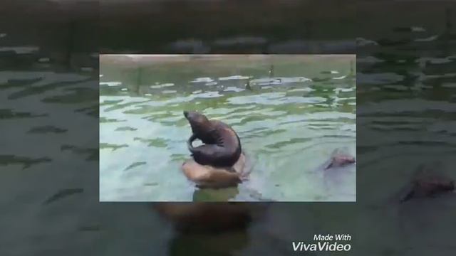 Зоопарк..Москва смотреть онлайн