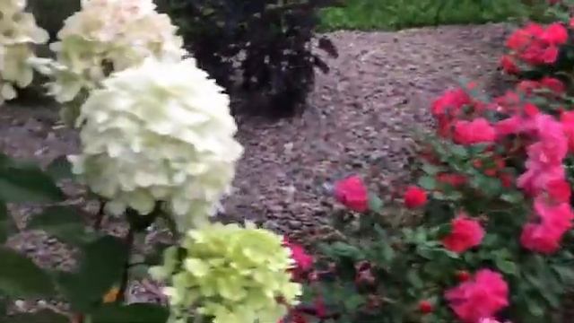 Гортензия , Розы почвопокровные, Пузыреплодник пурпурный. Ландшафт на Волге смотреть онлайн