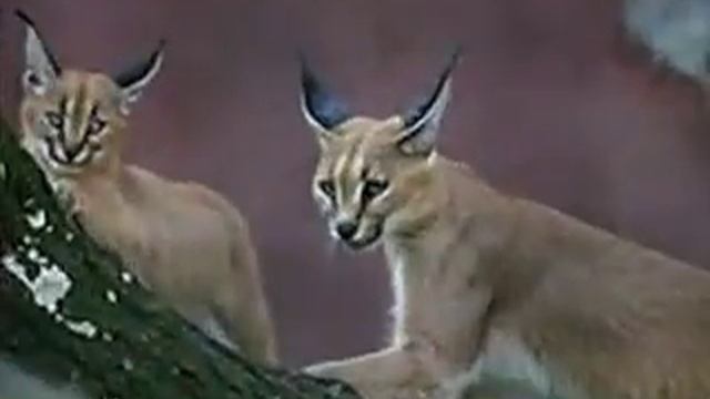 The Cat Family - All of Felidae смотреть онлайн