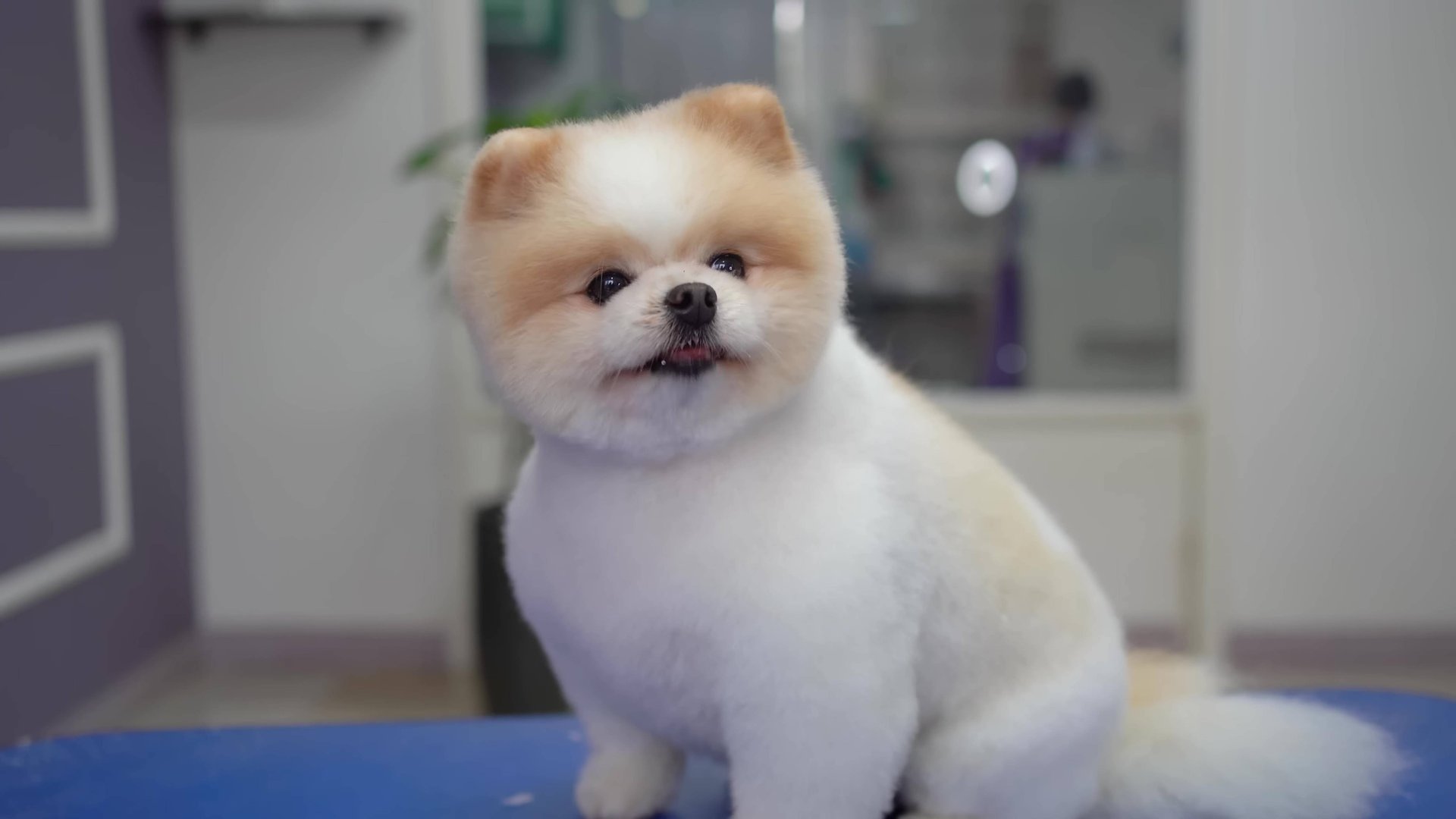 Очаровательная стрижка померанского шпица смотреть онлайн