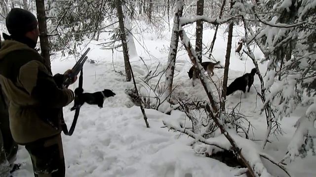 Рай для охотника, охота на кабана с собаками, шальной секач! смотреть онлайн