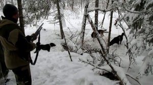 Рай для охотника, охота на кабана с собаками, шальной секач!