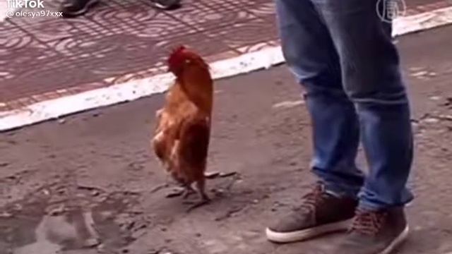 вод дочого приводять пацани аж пивни начали так хадить как пацани 😂😂😂😂😂 смотреть онлайн