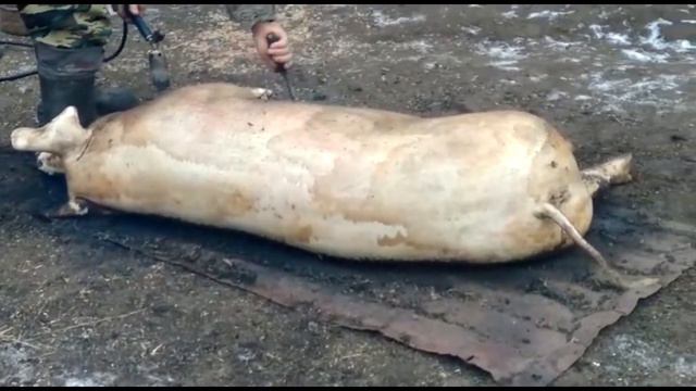 Зарезали свинью на мясо... смотреть онлайн