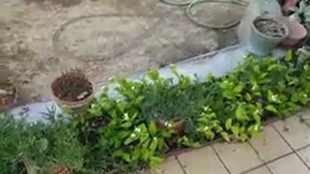 Лайфхак от КОМАРОВ | Смотрите ПРАВДУ! Старая Французская БОЛЬНИЦА | СВЁКР варит варенье | БРАТ шьет смотреть онлайн