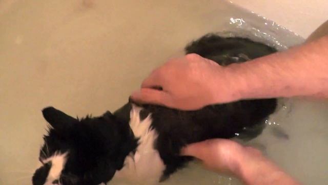 КАК ПРАВИЛЬНО КУПАТЬ КОТА) смотреть онлайн