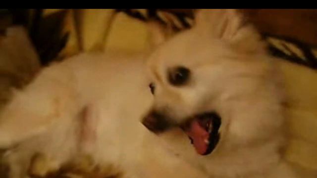 Kovács Kati Kiskutyám смотреть онлайн