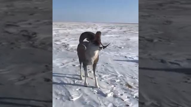 Батыл арқар