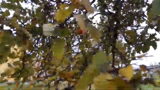 Бояришник созрел смотреть онлайн