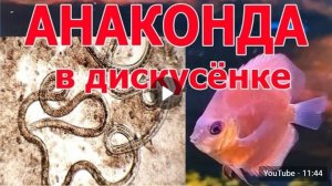 Типичные паразиты дискусов_ сразу все 4 в одной бедной рыбке. Микроскопирование кишки и жабр.